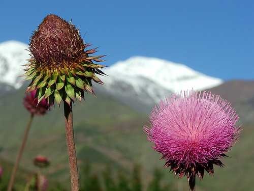 cardoon