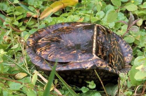 image of box_turtle