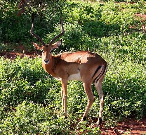 image of impala