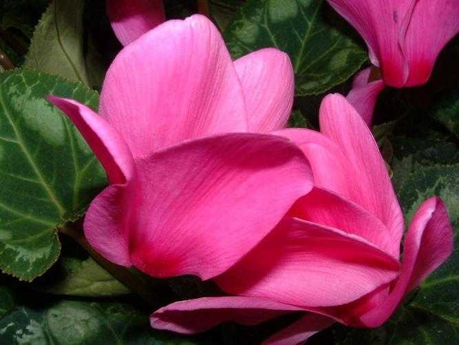 image of cyclamen