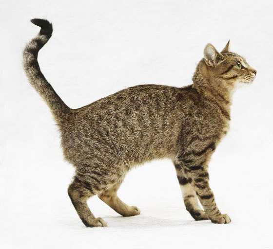 image of cats