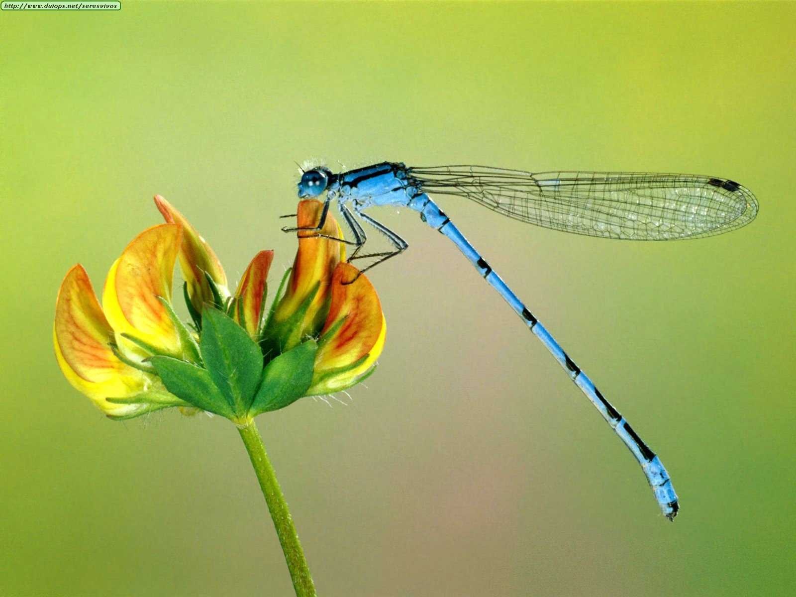 image of damselfly