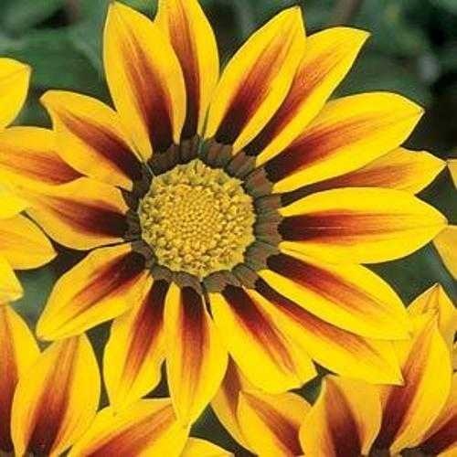 image of gazania