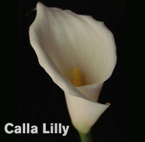 giant_white_arum_lily