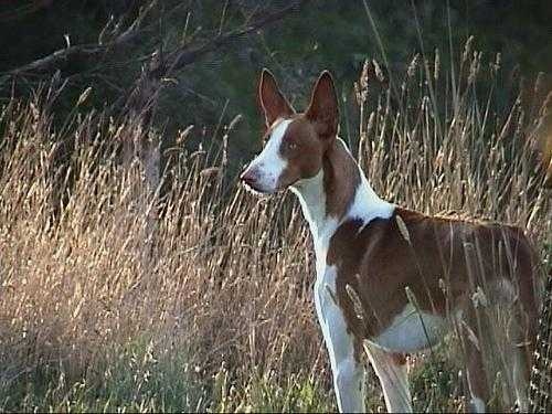 image of ibizan_hound