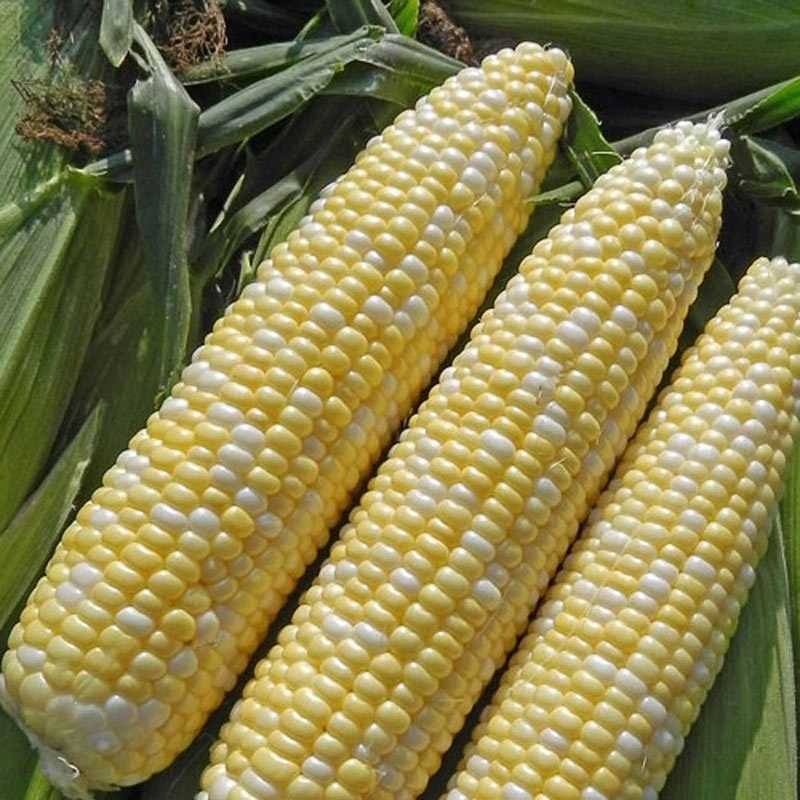 Sweetcorn image classifcation dataset for machine learning