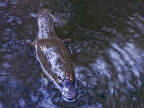 Platypus image classifcation dataset for machine learning