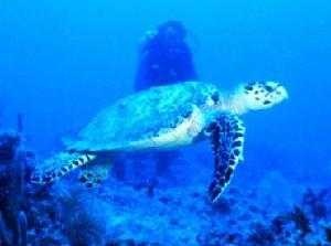 image of hawksbill