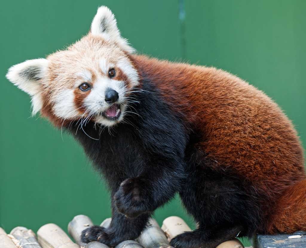 image of red_panda