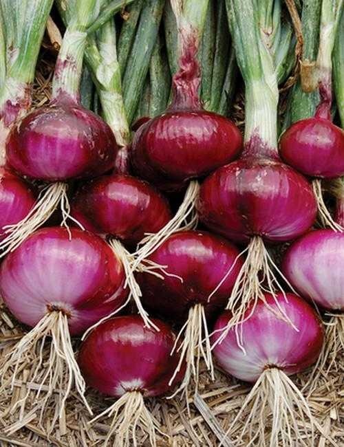 Onion image classifcation dataset for machine learning