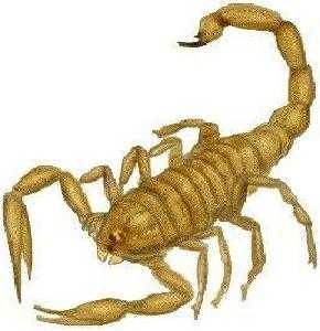 image of scorpion