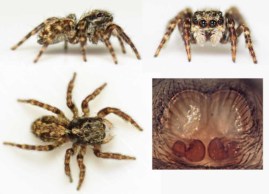 Spider image classifcation dataset for machine learning