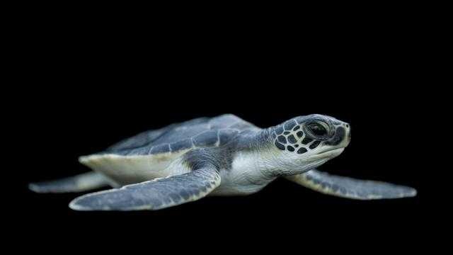 Sea turtle image classifcation dataset for machine learning