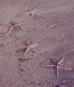 Starfish image classifcation dataset for machine learning