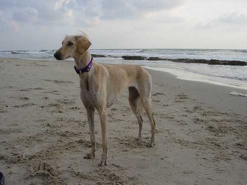 image of saluki