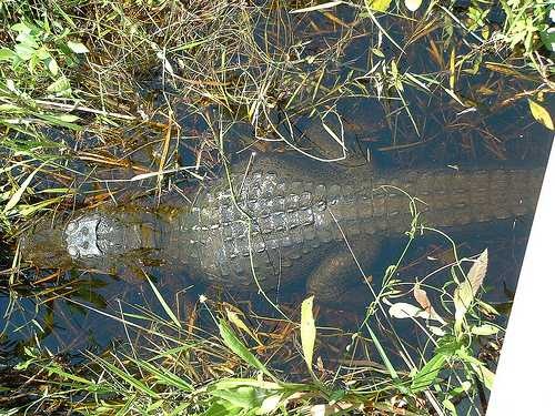 American alligator image classifcation dataset for machine learning