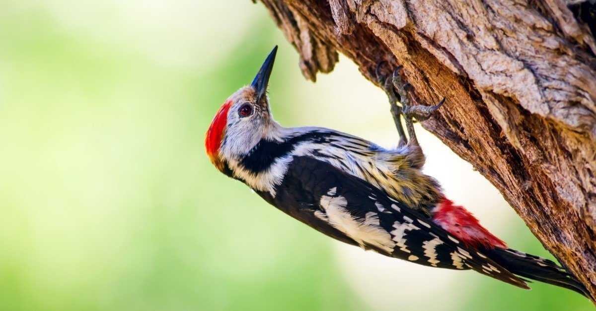 Woodpecker image classifcation dataset for machine learning