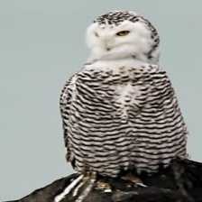 image of snowy_owl