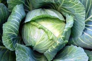 Head cabbage image classifcation dataset for machine learning