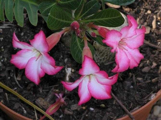 image of desert_rose