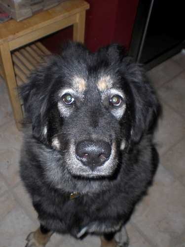 image of tibetan_mastiff