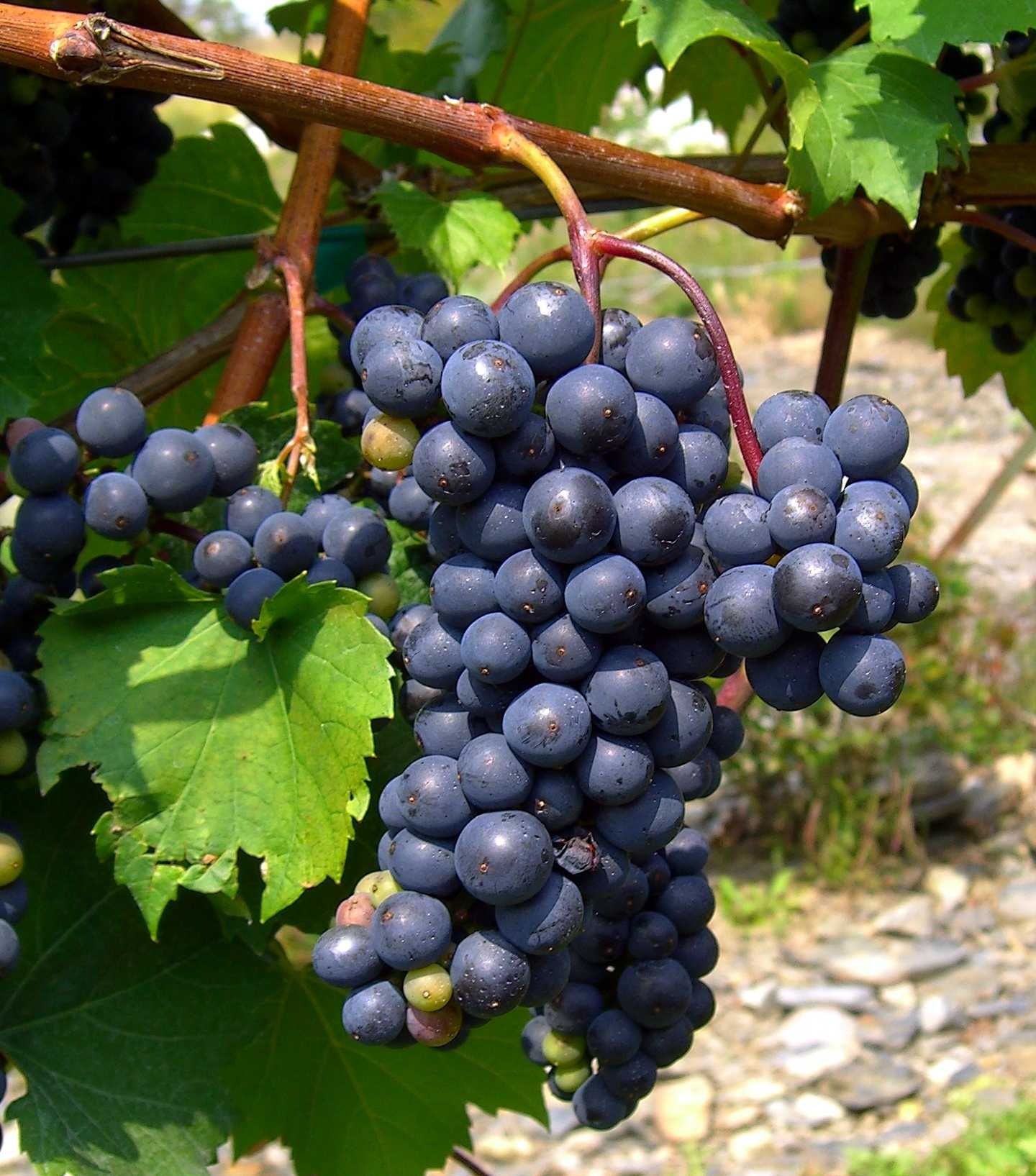 Grapes image classifcation dataset for machine learning