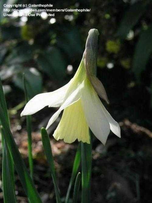 image of daffodil