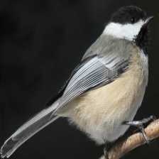 black_capped_chickadee