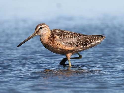 dowitcher