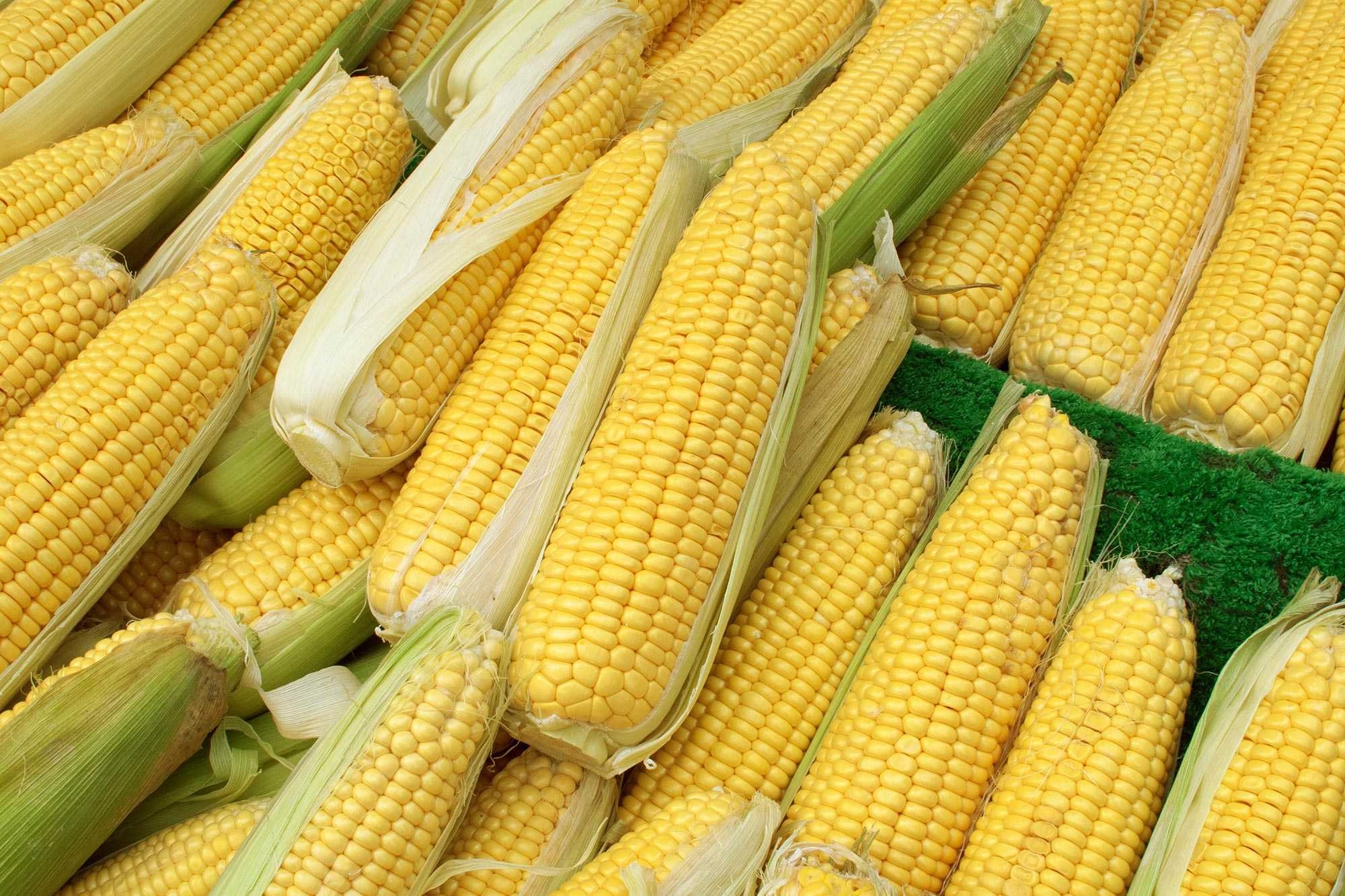 image of corn