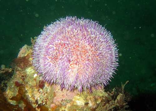 sea_urchin