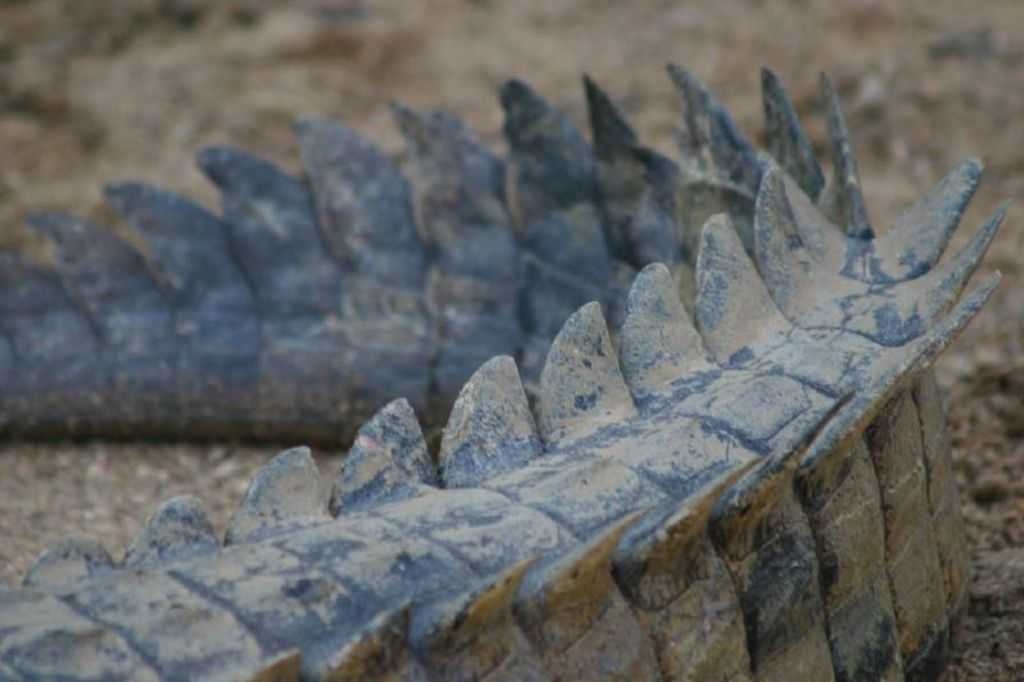 image of crocodile