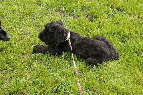 image of giant_schnauzer