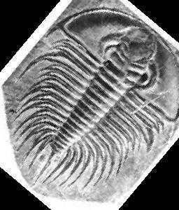 image of trilobite