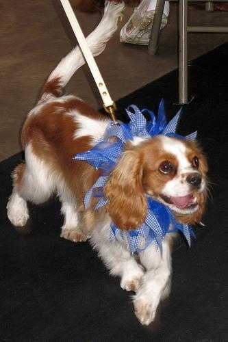 image of blenheim_spaniel