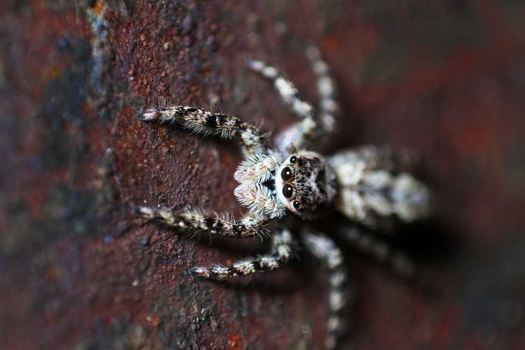 image of spider