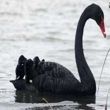 image of black_swan