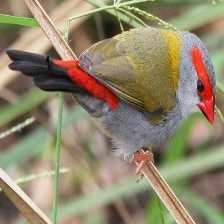 image of red_browed_finch