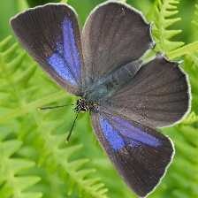 purple