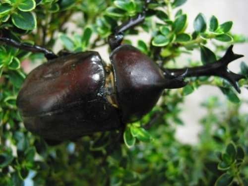 image of rhinoceros_beetle