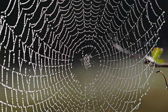 image of cobwebbed