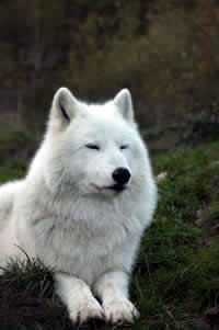 white_wolf