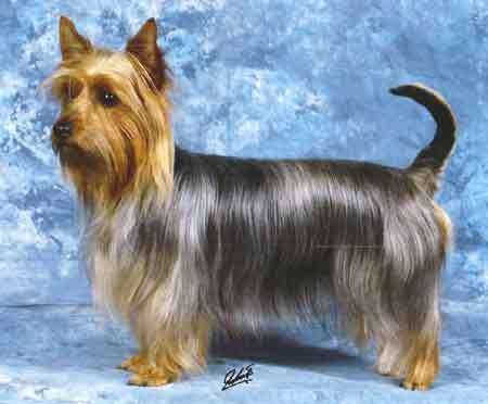 image of silky_terrier