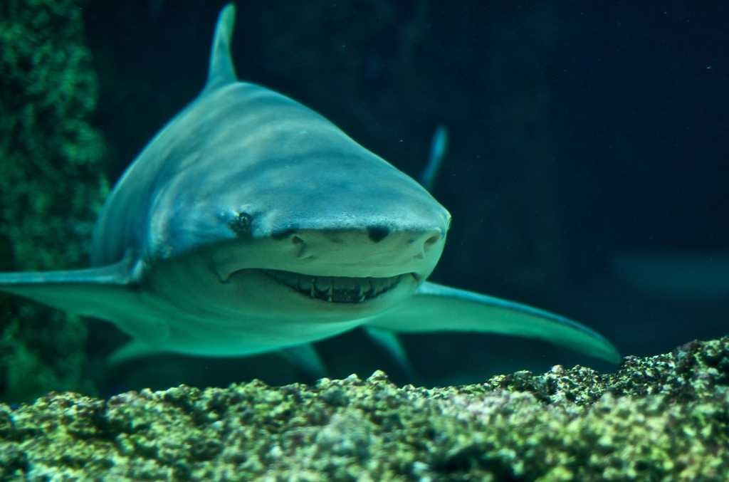 Shark image classifcation dataset for machine learning
