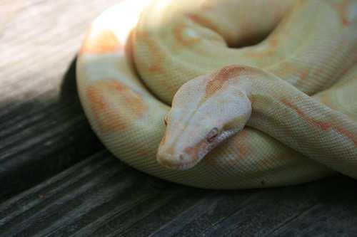 image of boa_constrictor