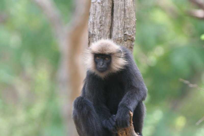 image of langur