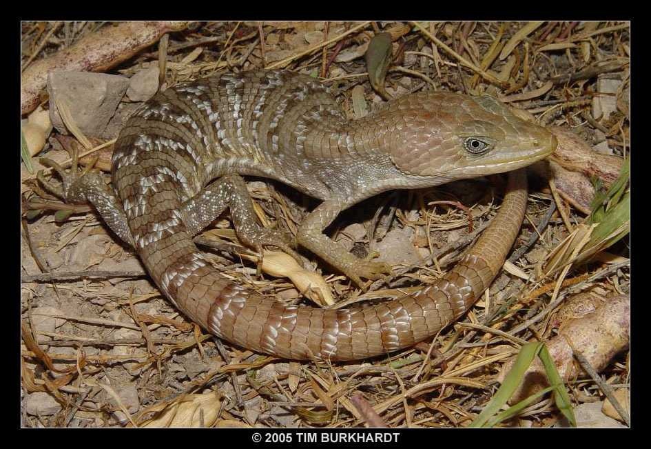 alligator_lizard