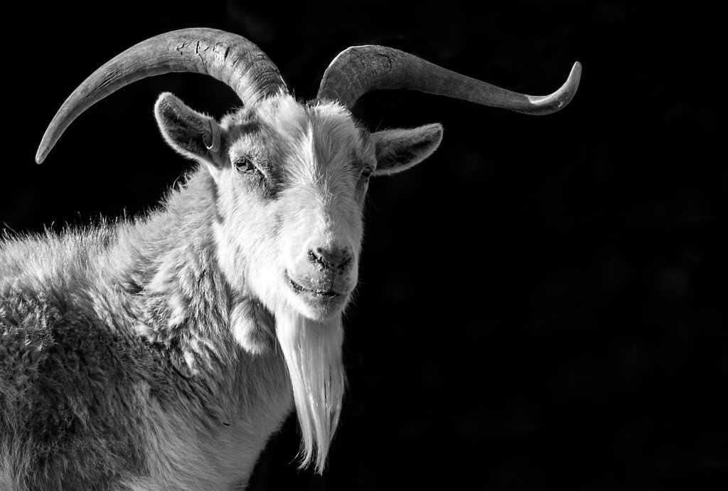 Goat image classifcation dataset for machine learning