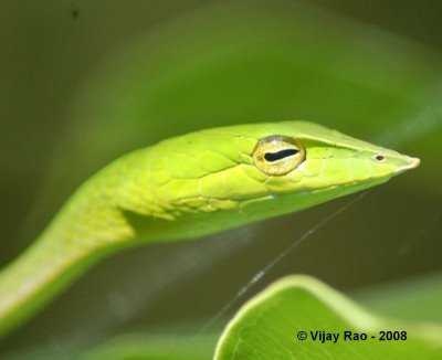 image of vine_snake