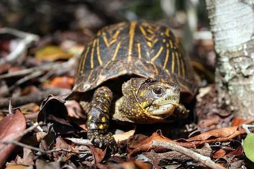 image of mud_turtle